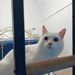 The White Cat Feriehus